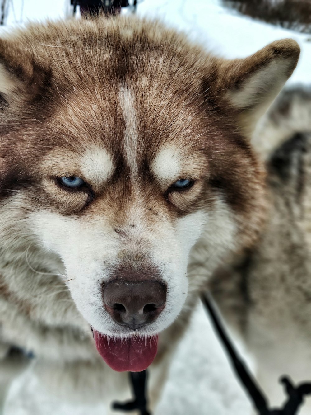 brown and white siberian husky