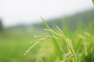 Close-up view of green rice plants with developing grains, captured against a blurred green background. The focus is on the detail of the rice drops, emphasizing freshness and growth.