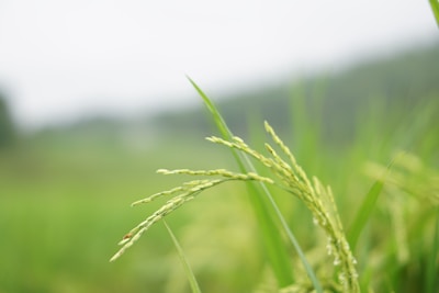 Close-up view of green rice plants with developing grains, captured against a blurred green background. The focus is on the detail of the rice drops, emphasizing freshness and growth.