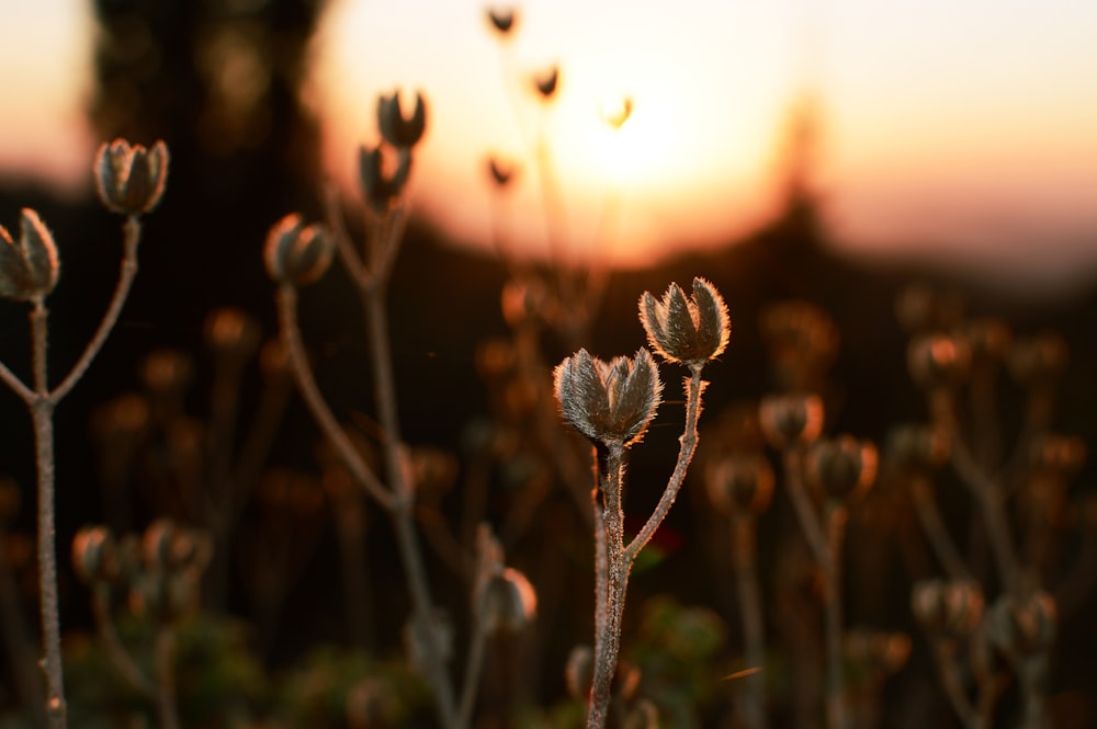 green plant with water droplets during sunset