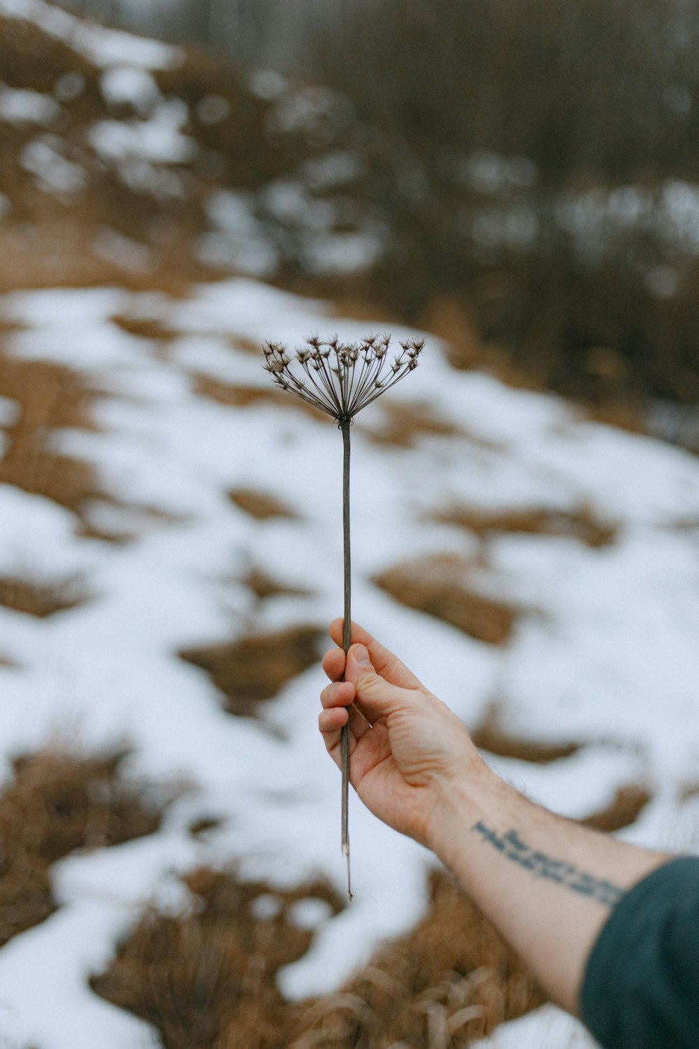 person holding white dandelion flower during daytime