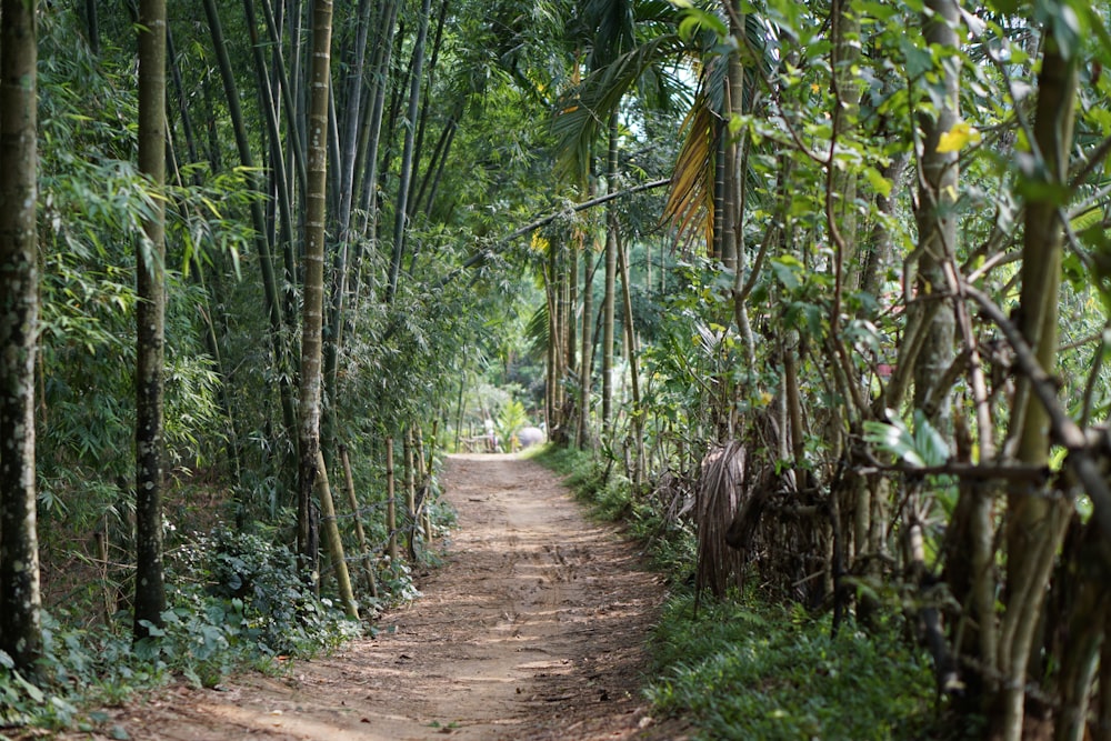 pathway between green trees during daytime