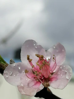 An intimate close-up of a flower with delicate water droplets in soft focus.