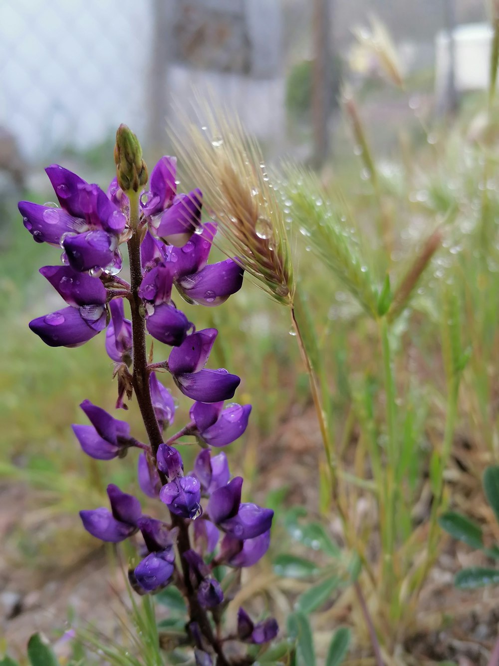 Foto flor morada en campo de trigo marrón durante el día – Imagen Valle  imperial gratis en Unsplash