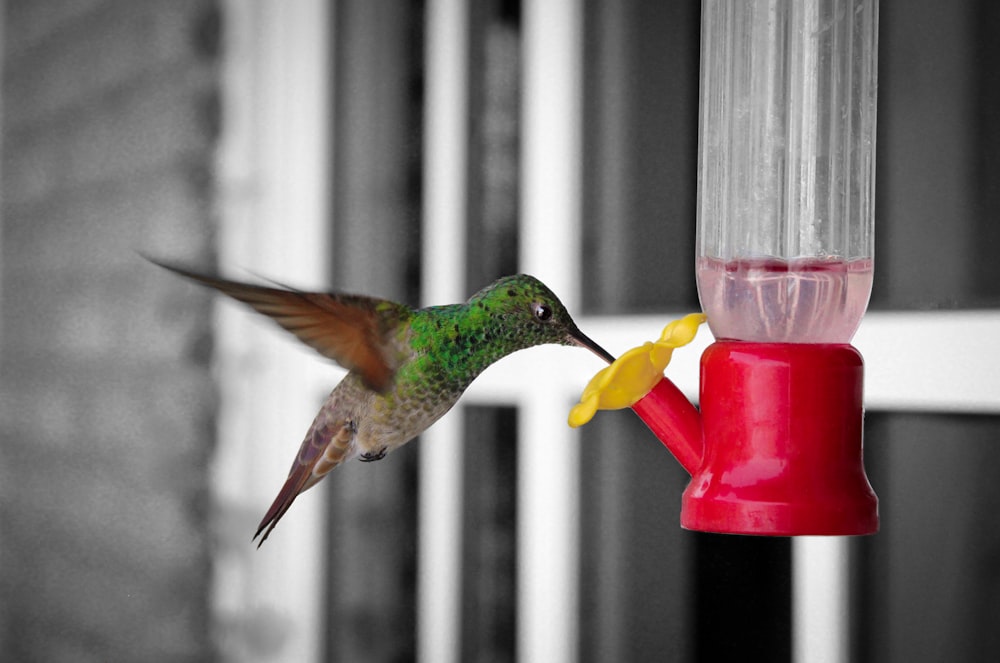 green and brown humming bird flying