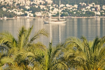 green palm tree near body of water during daytime