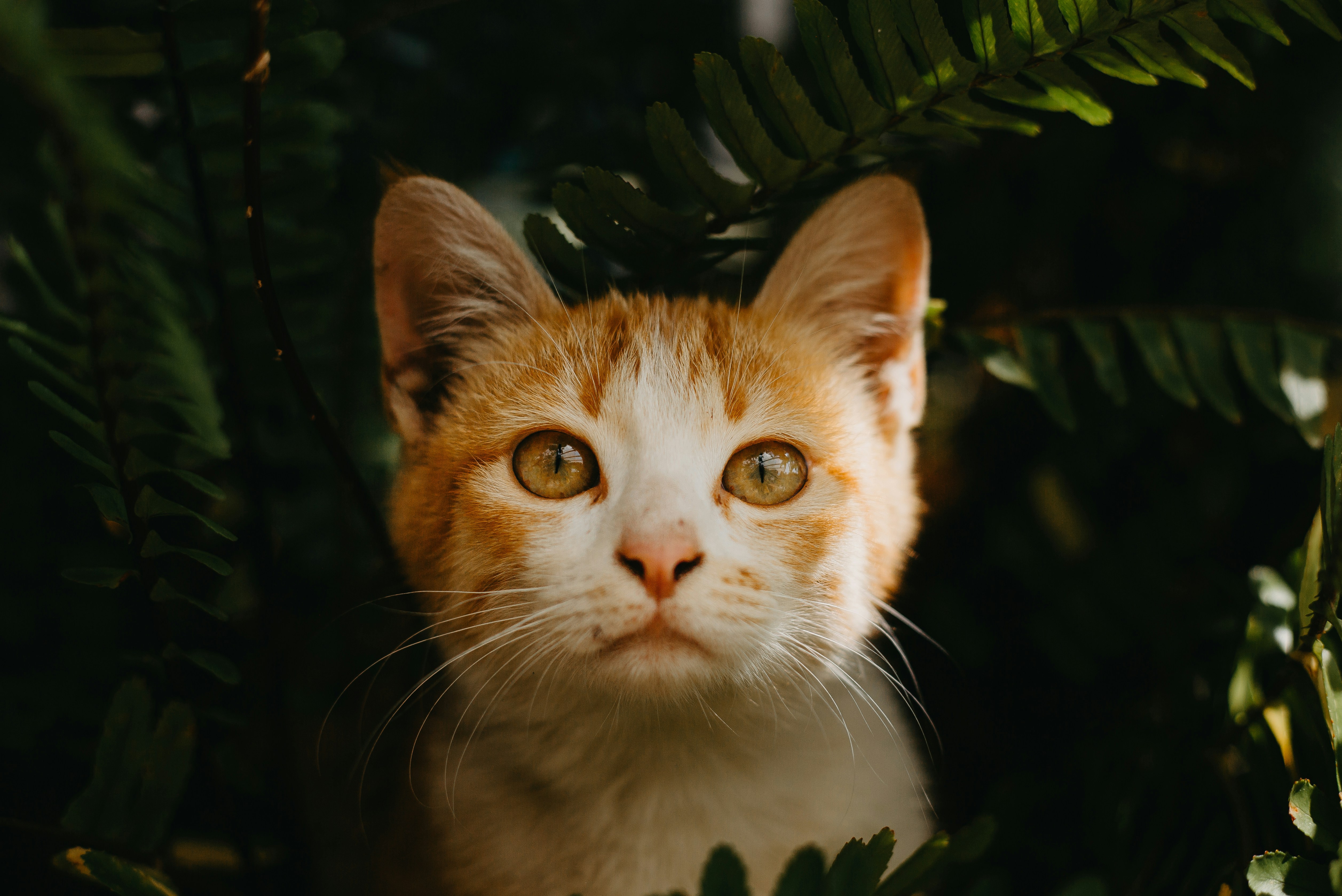 orange and white cat in green leaves
