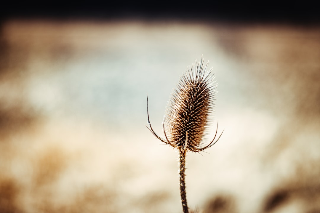 brown plant in close up photography