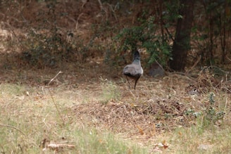A solitary wild bird stands on a forest floor covered in dry leaves and branches, surrounded by dense vegetation and trees in the background.