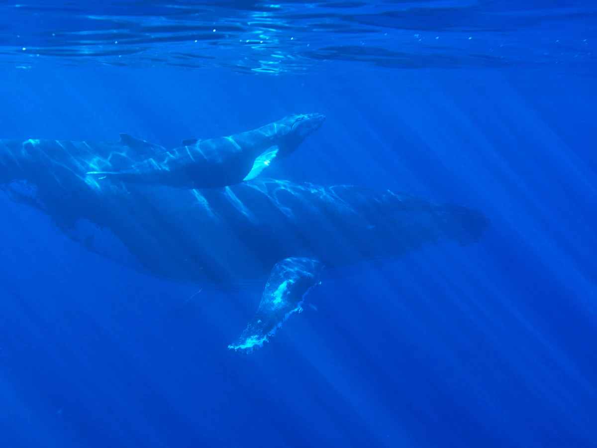 Humpback whale calf swimming just above its mother in deep blue water