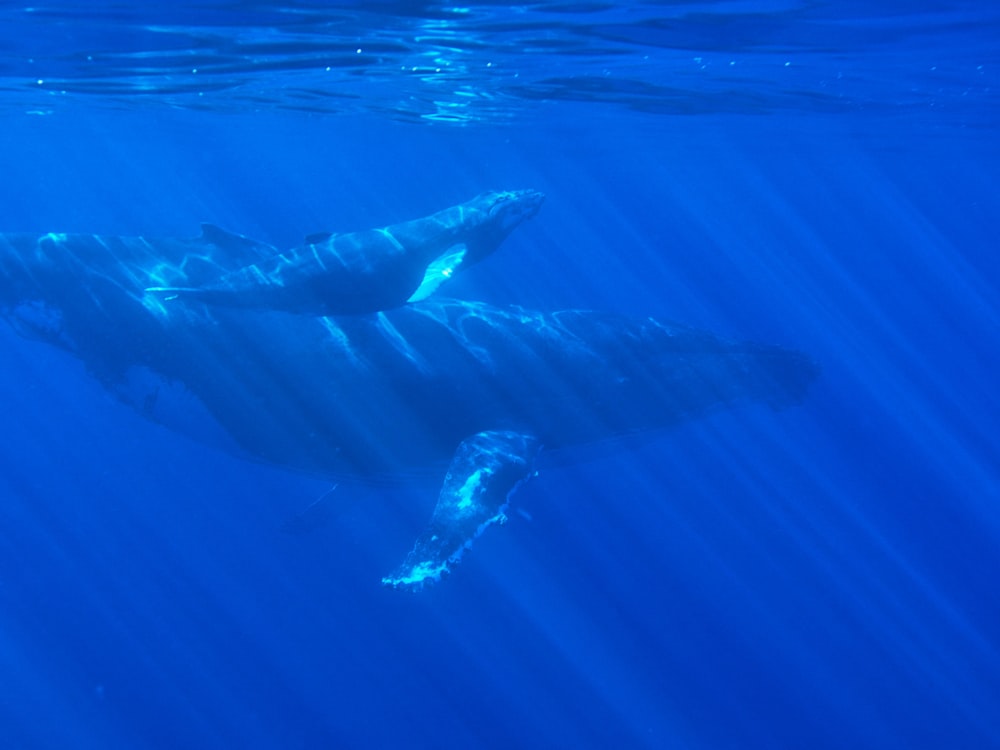 水中の黒と白の魚