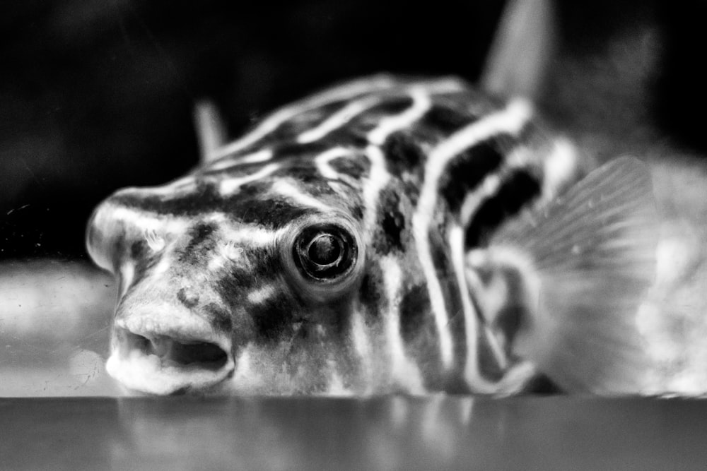 white and black fish in close up photography