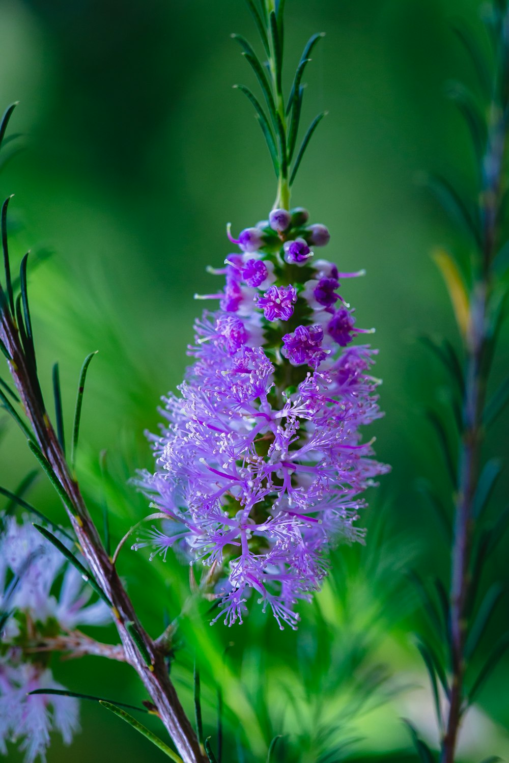 purple flower in tilt shift lens