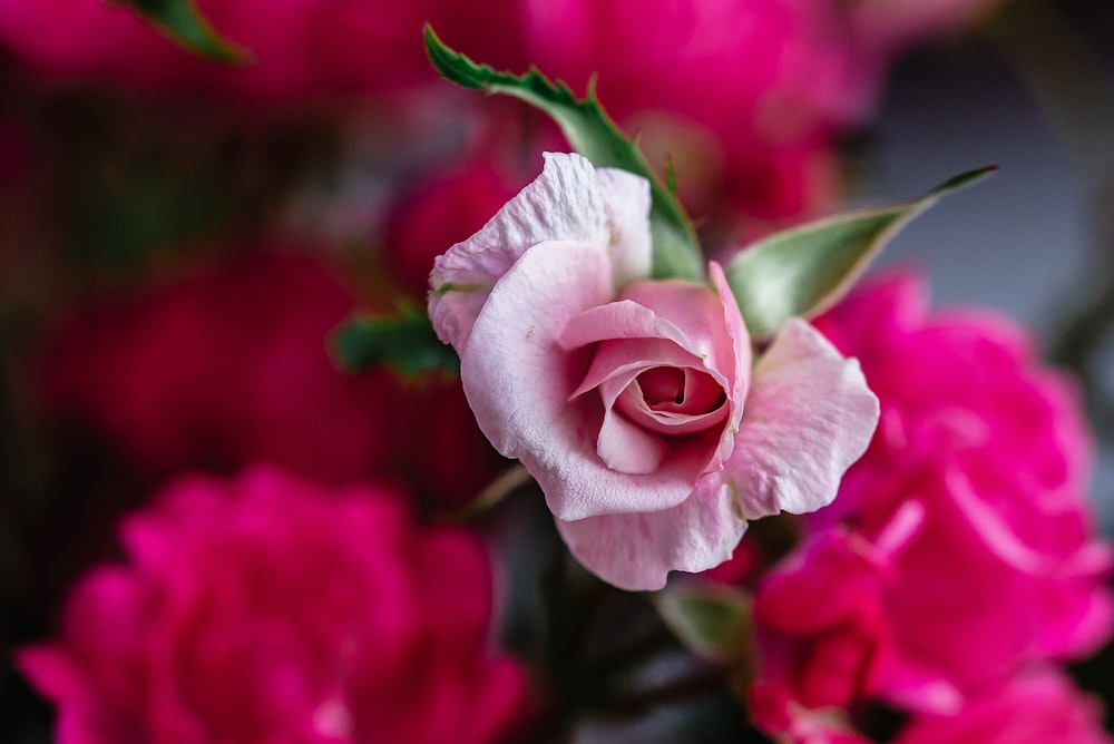 white and pink rose in bloom close up photo