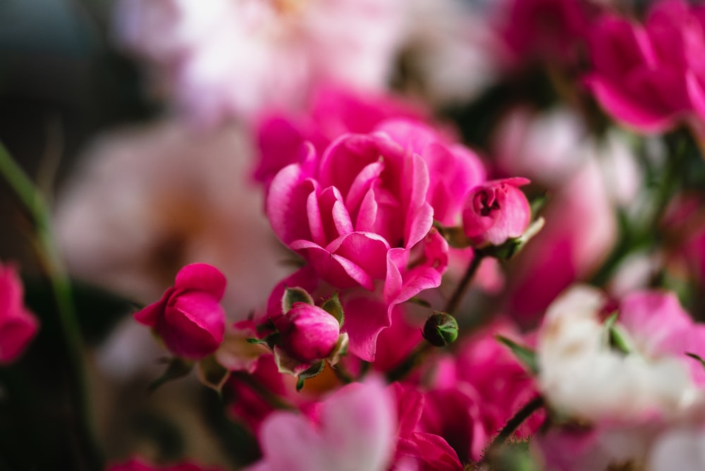 pink flowers in tilt shift lens