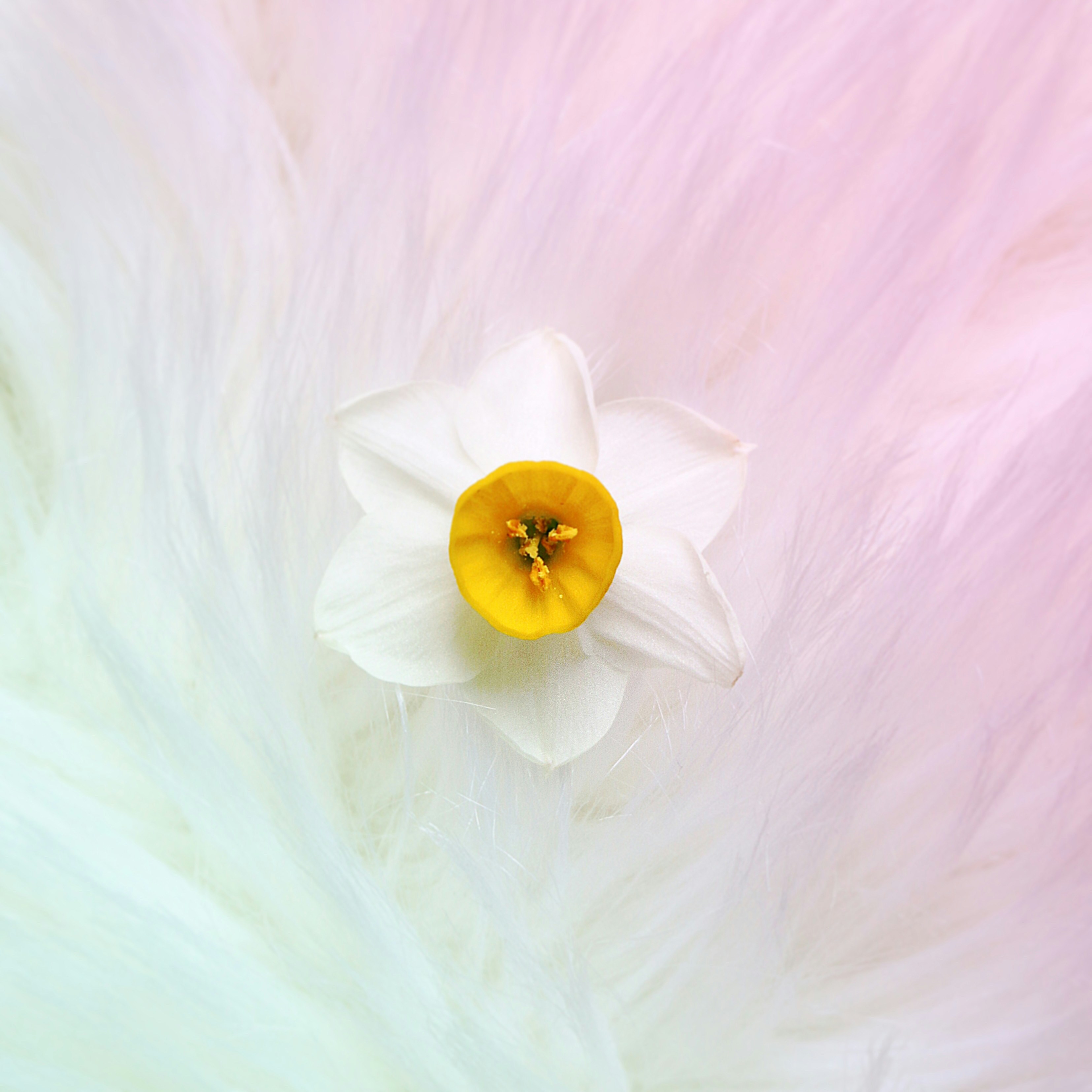 white flower with yellow stigma