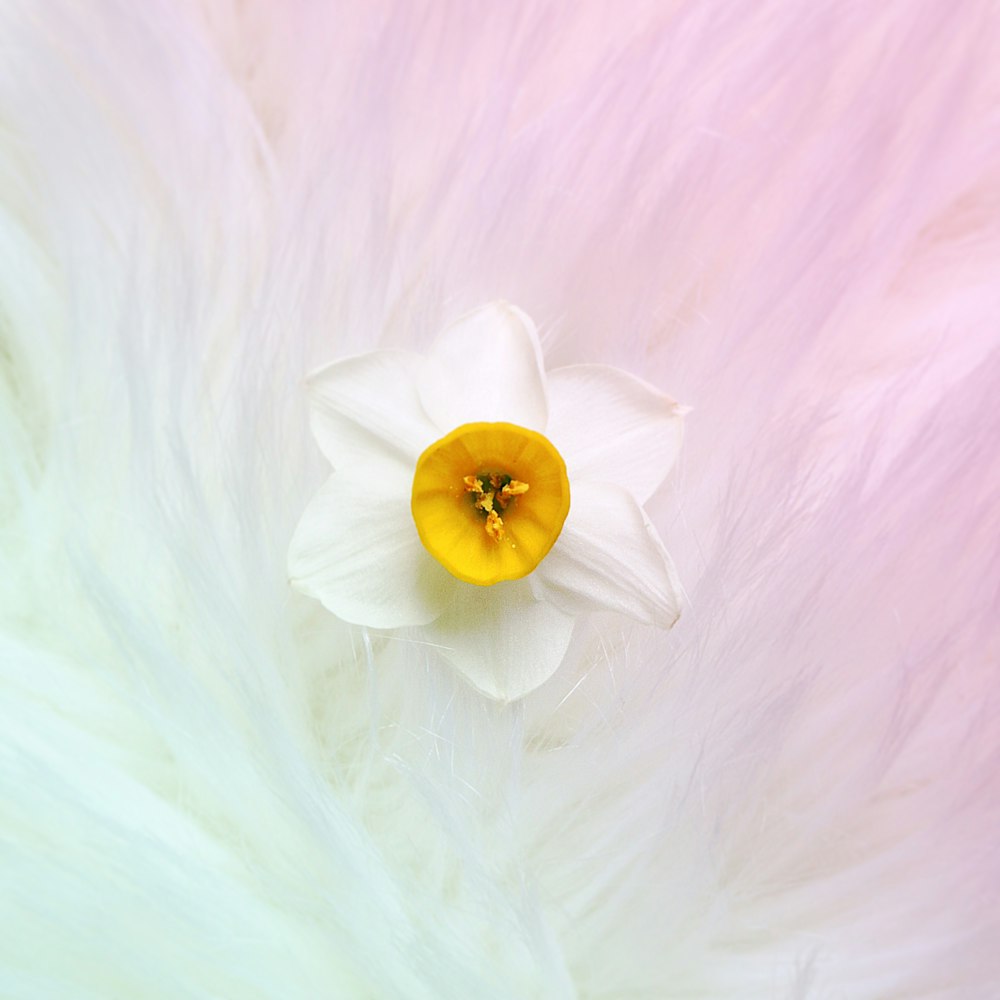 white flower with yellow stigma