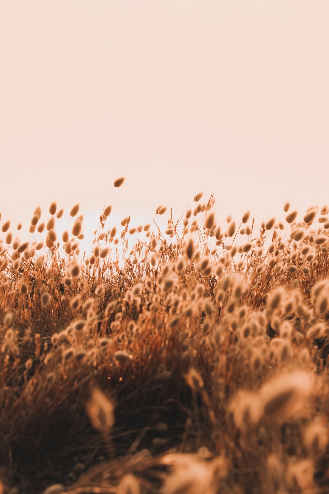 brown grass field during daytime