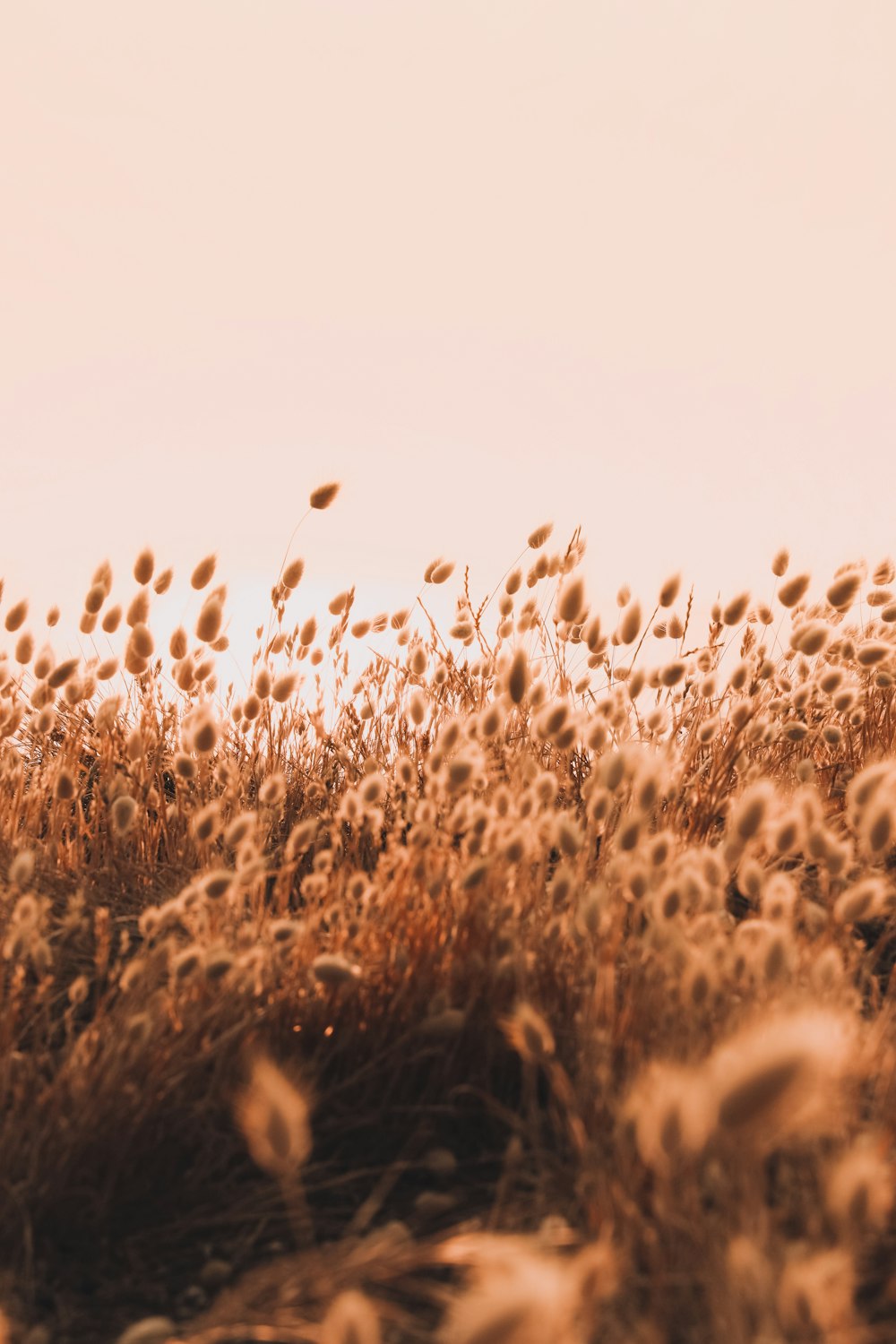 brown grass field during daytime