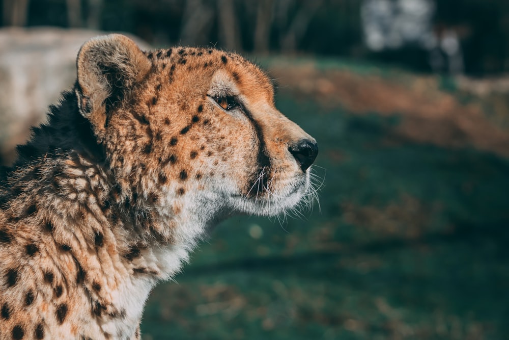 brown and black cheetah during daytime