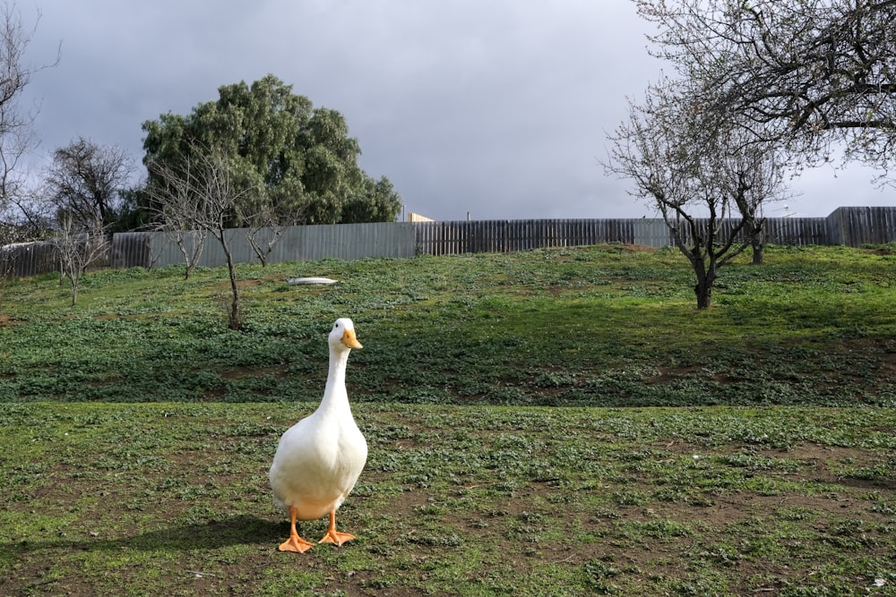 Pato blanco en campo de hierba verde durante el día