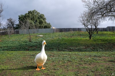 white duck on green grass field during daytime goose zoom background