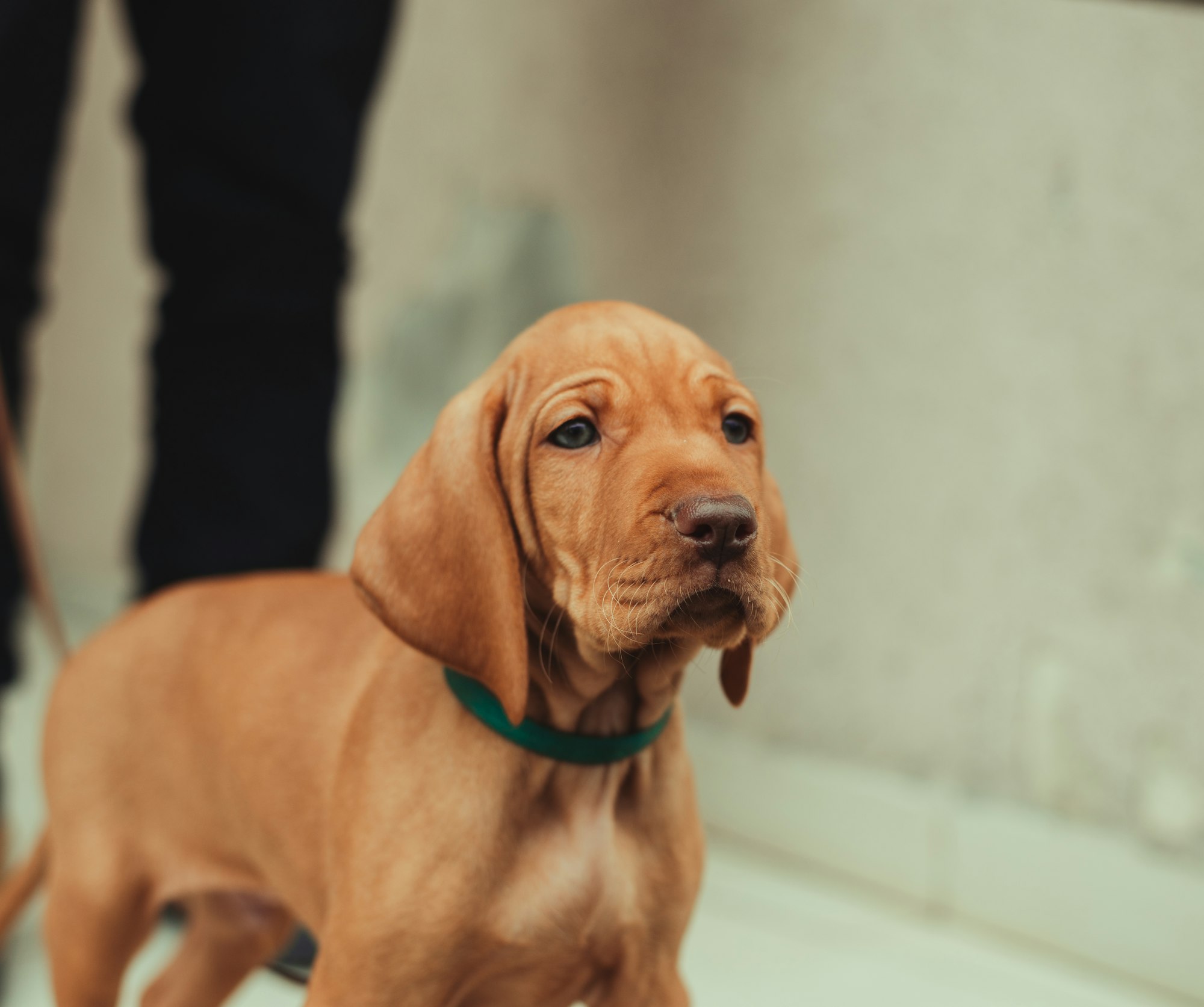 Vizsla dog puppy with gray-blue eyes