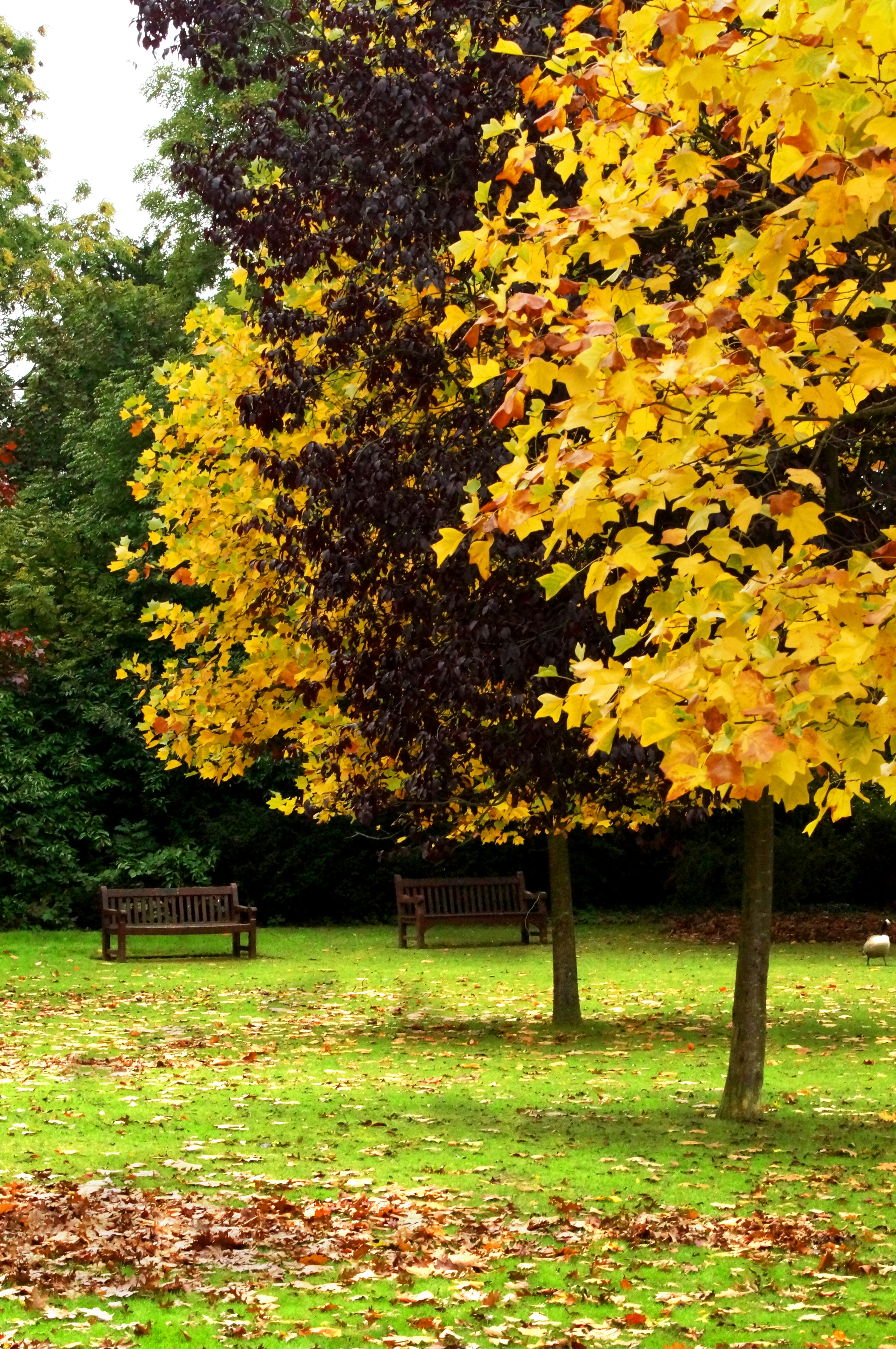 Autumn Colours | 6 best free autumn, colour, uk and beckenham photos on ...
