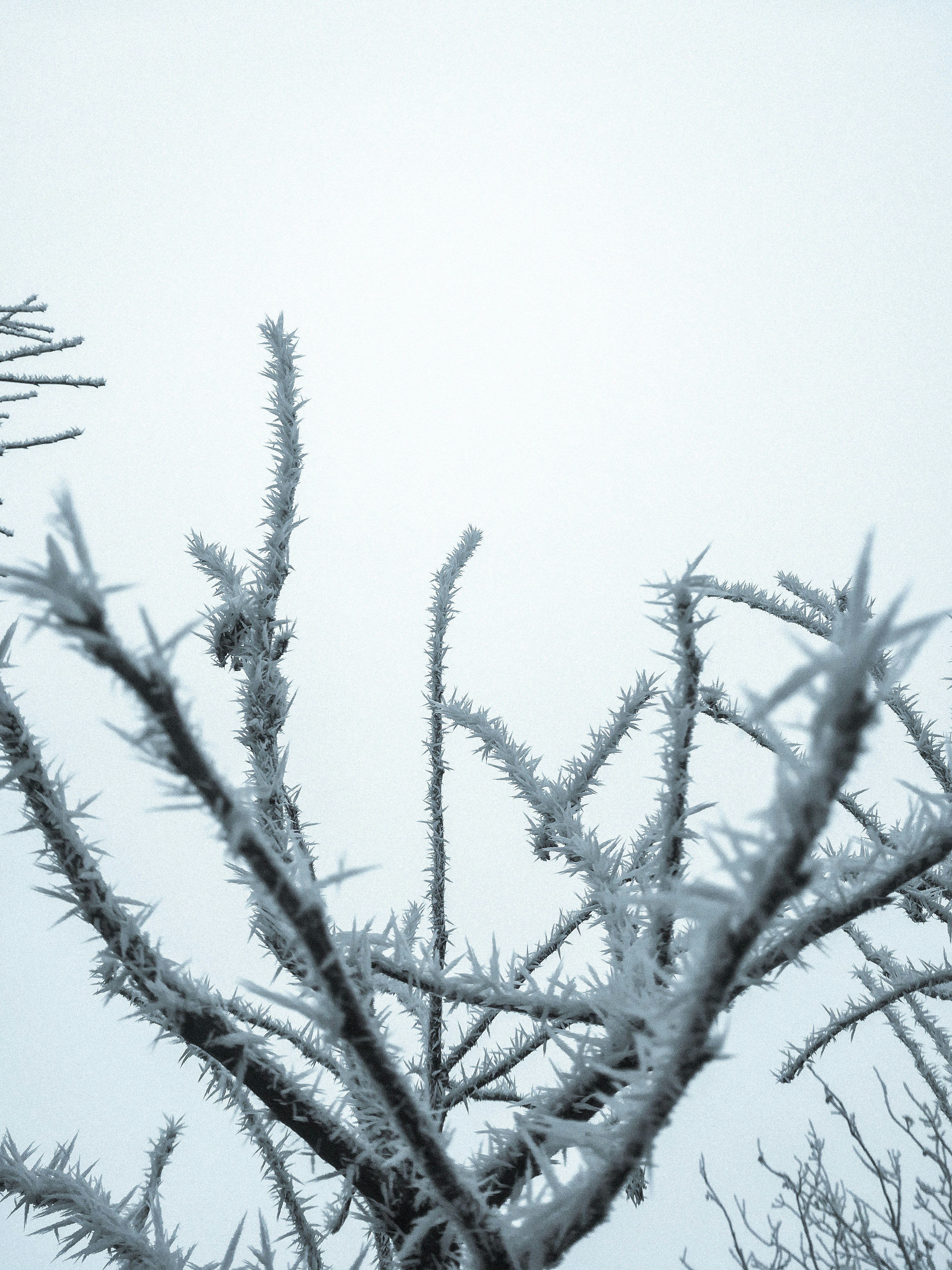 Photo by roscoadrian