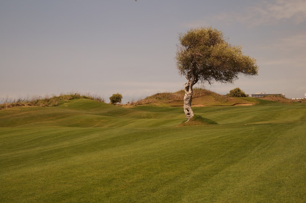 green grass field with trees during daytime