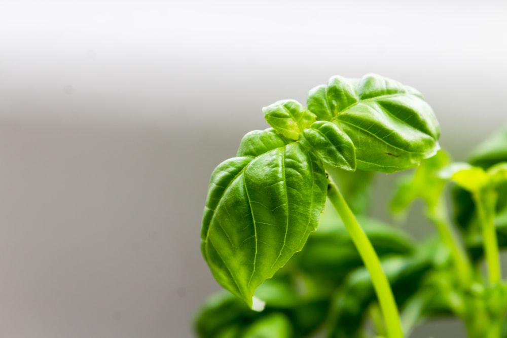 green leaves in close up photography