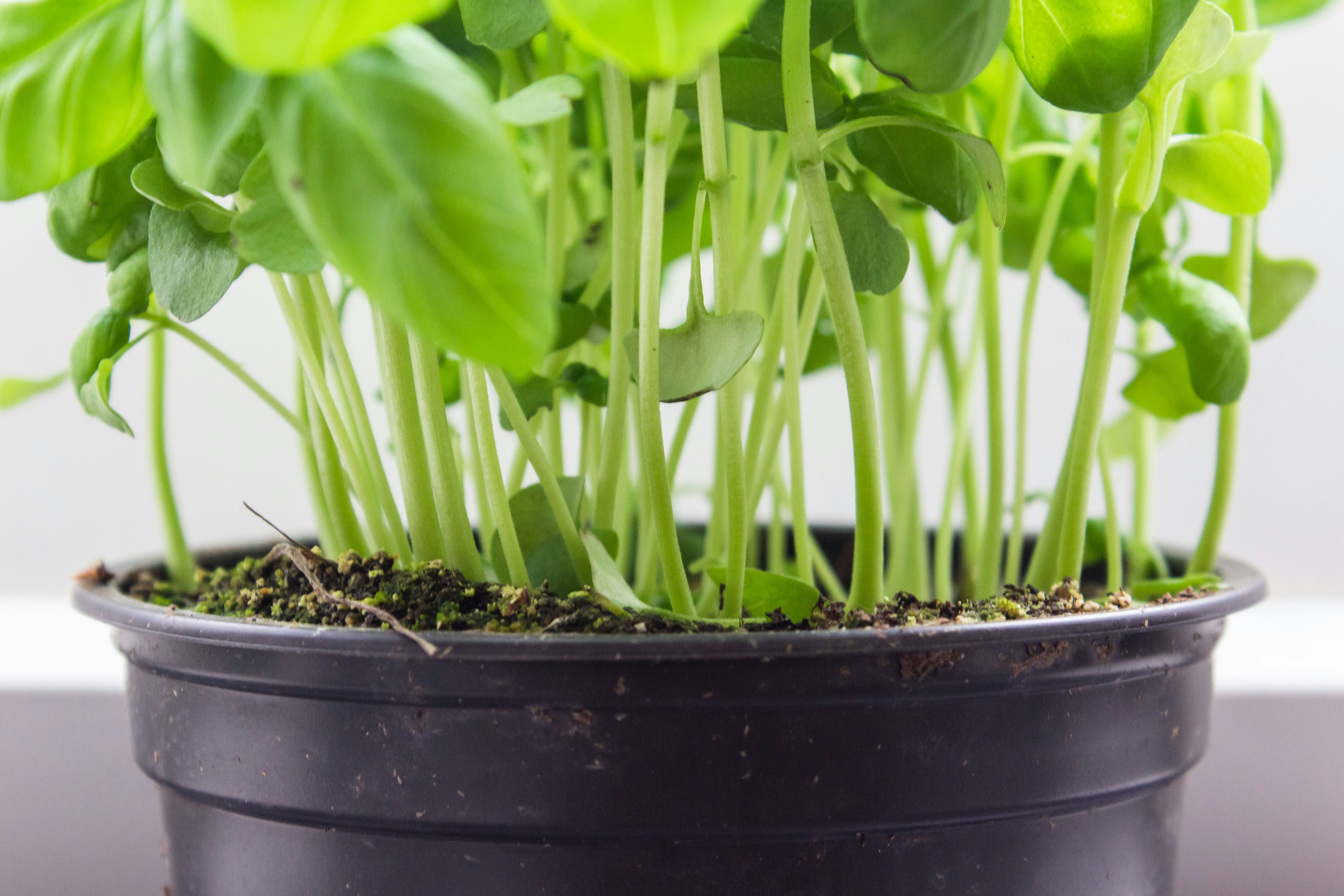 Photo by louishansel