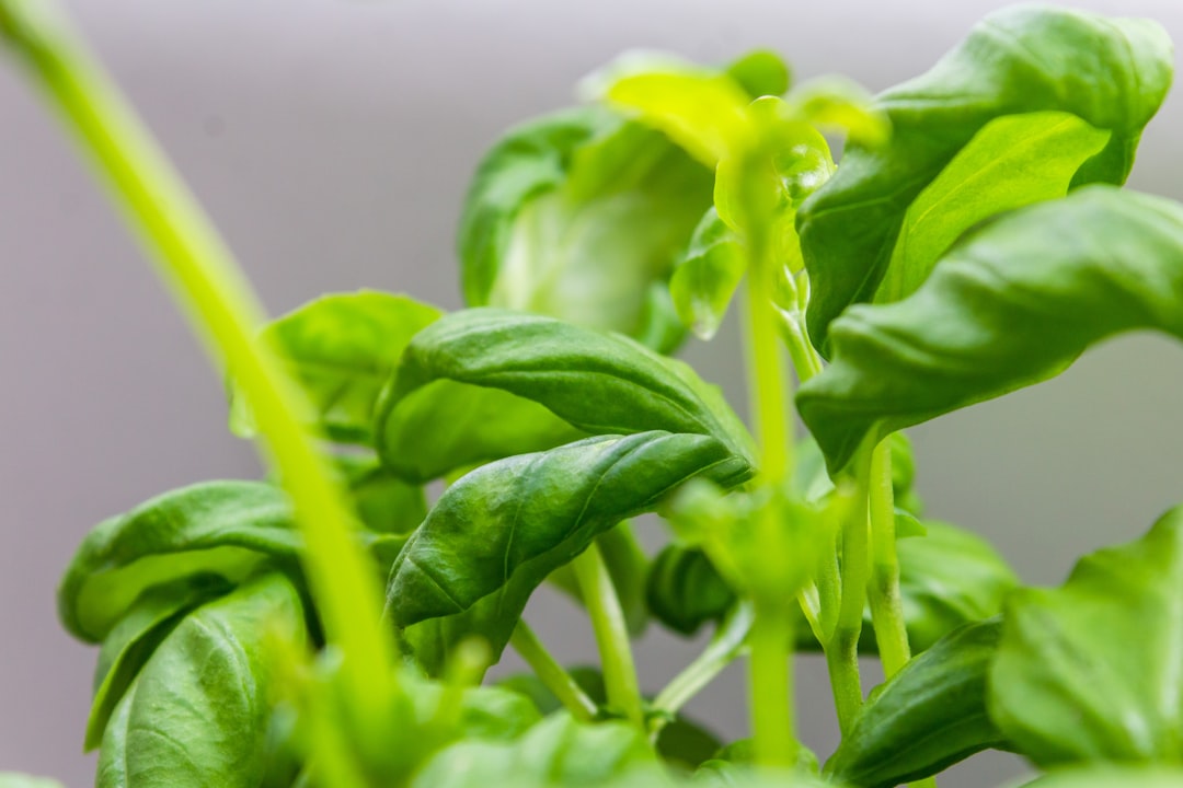 green plant in close up photography