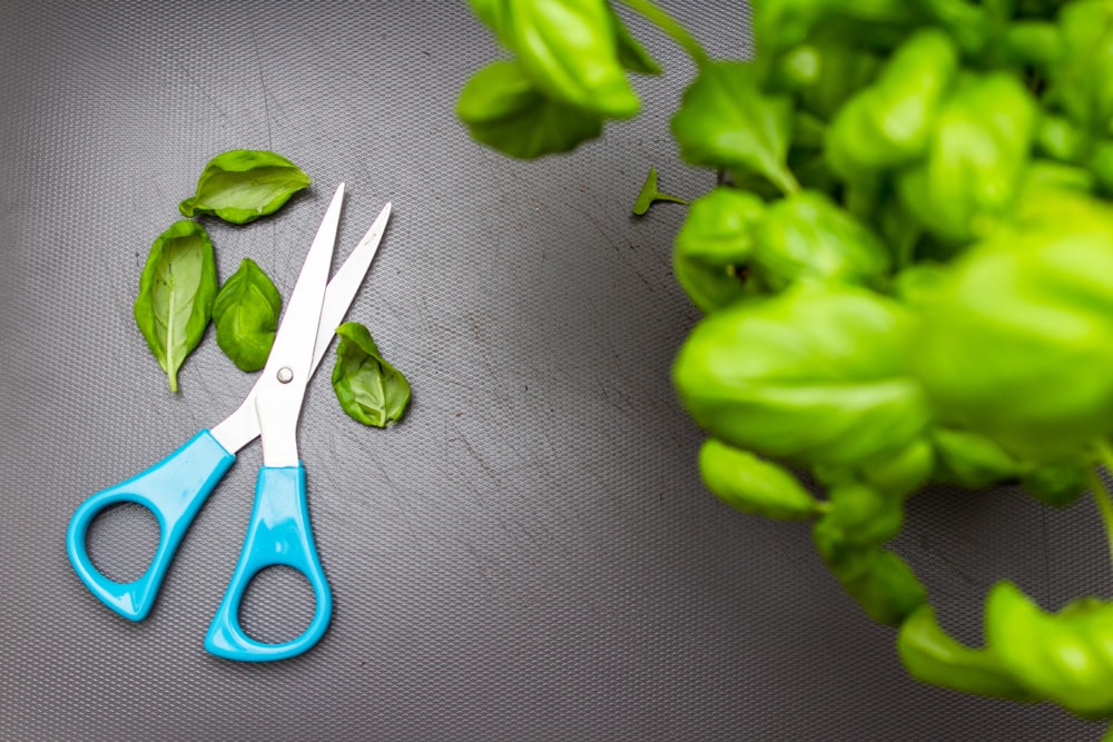 blue handle scissors beside green leaves