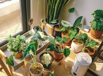 A collection of various potted plants displayed on wooden shelves next to a window. Sunlight streams in, illuminating the green leaves and different plant varieties. A white humidifier sits on the floor beside the plants.