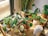 A collection of potted plants arranged on a wooden shelf in a sunlit room.