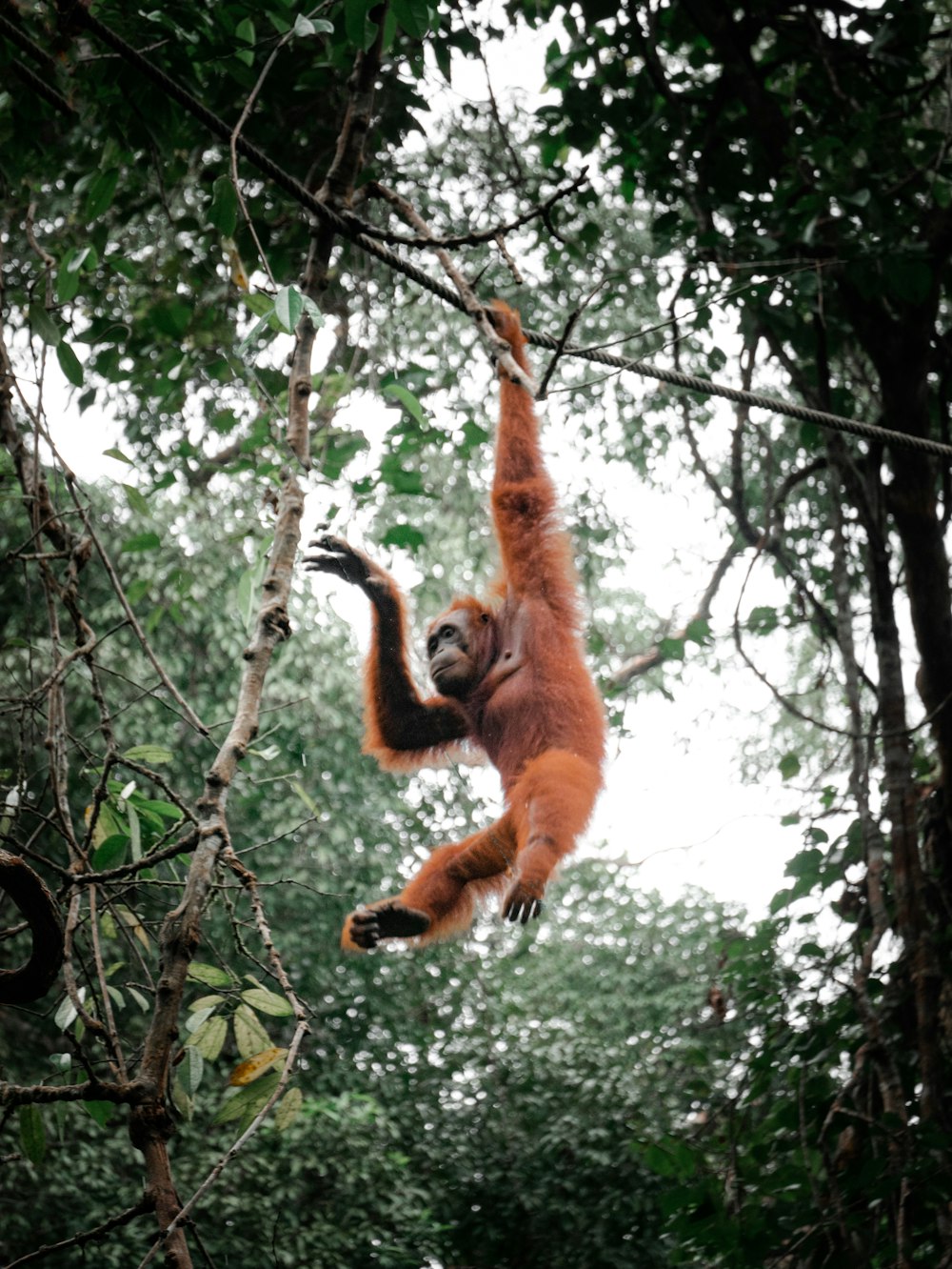 singe brun suspendu à une branche d’arbre pendant la journée