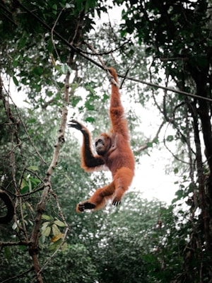 Singapore Zoo — Breakfast with Orangutans