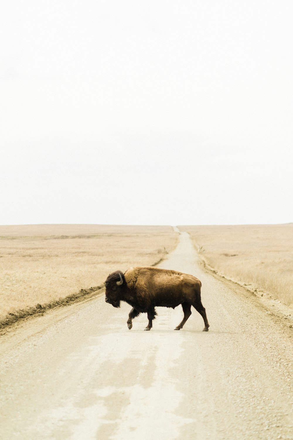 Bisonte negro en campo marrón durante el día