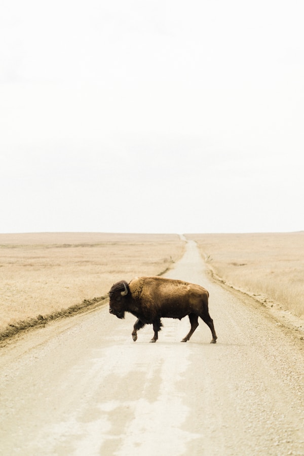 Exploring Buffalo: A Local's Guide