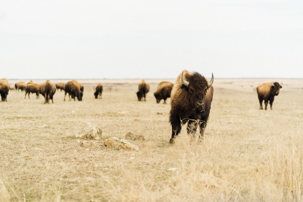 black bison on brown grass field during daytime