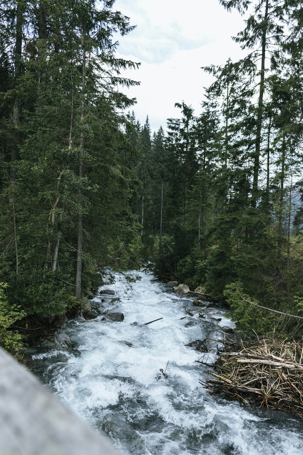 river in the middle of forest during daytime