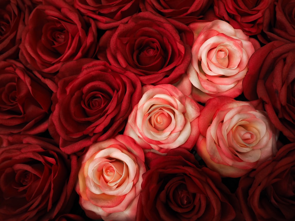 red and white roses in close up photography