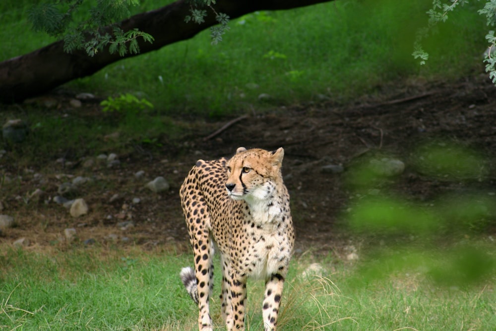 Gepard liegt tagsüber auf grünem Gras