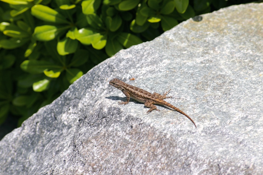 brown lizard on gray rock