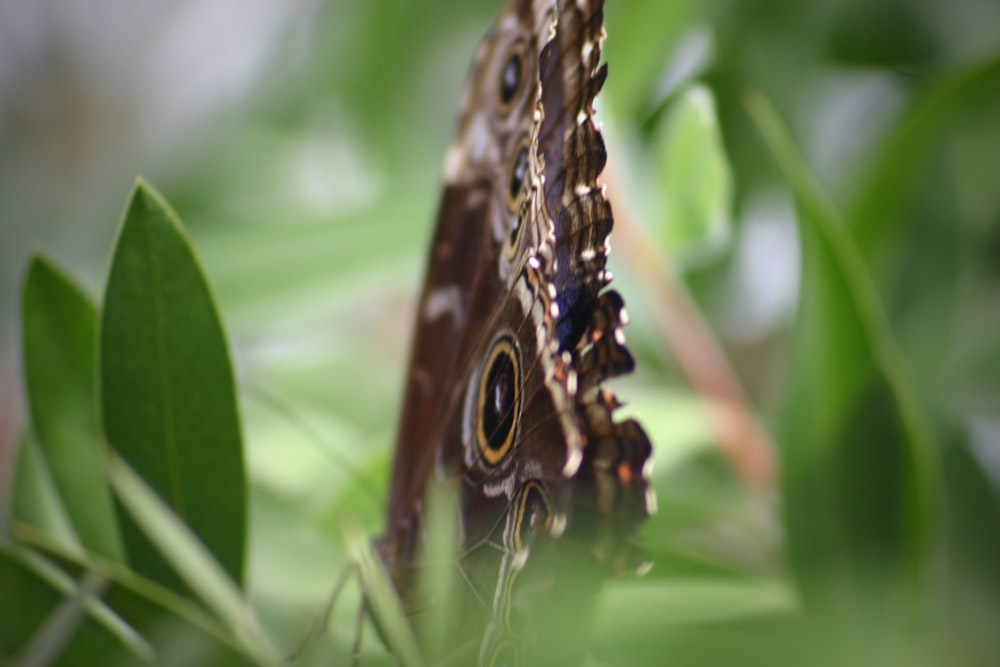 brauner und schwarzer Schmetterling auf grünem Blatt