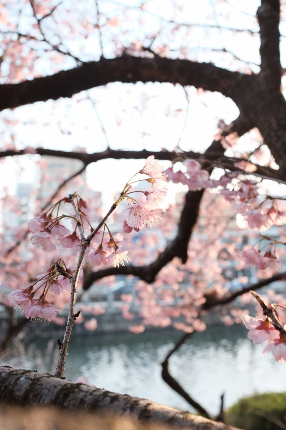 cerezo rosa en flor durante el día