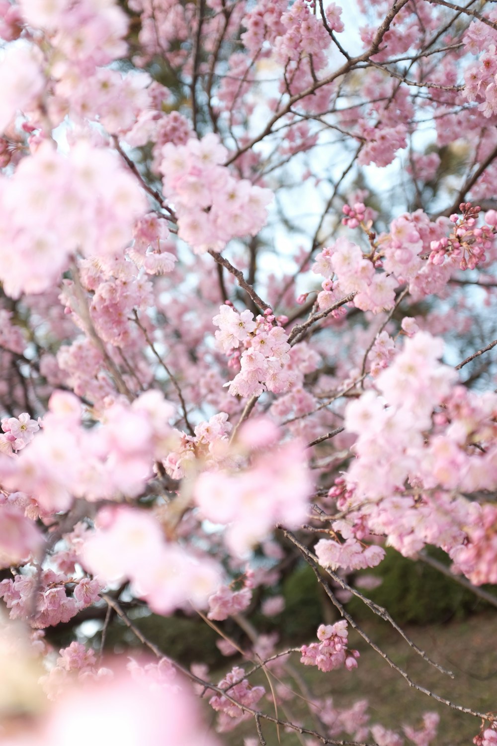 昼間のピンクの桜の木