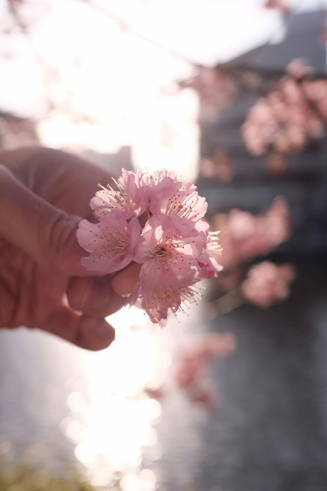 person holding pink and white flowers