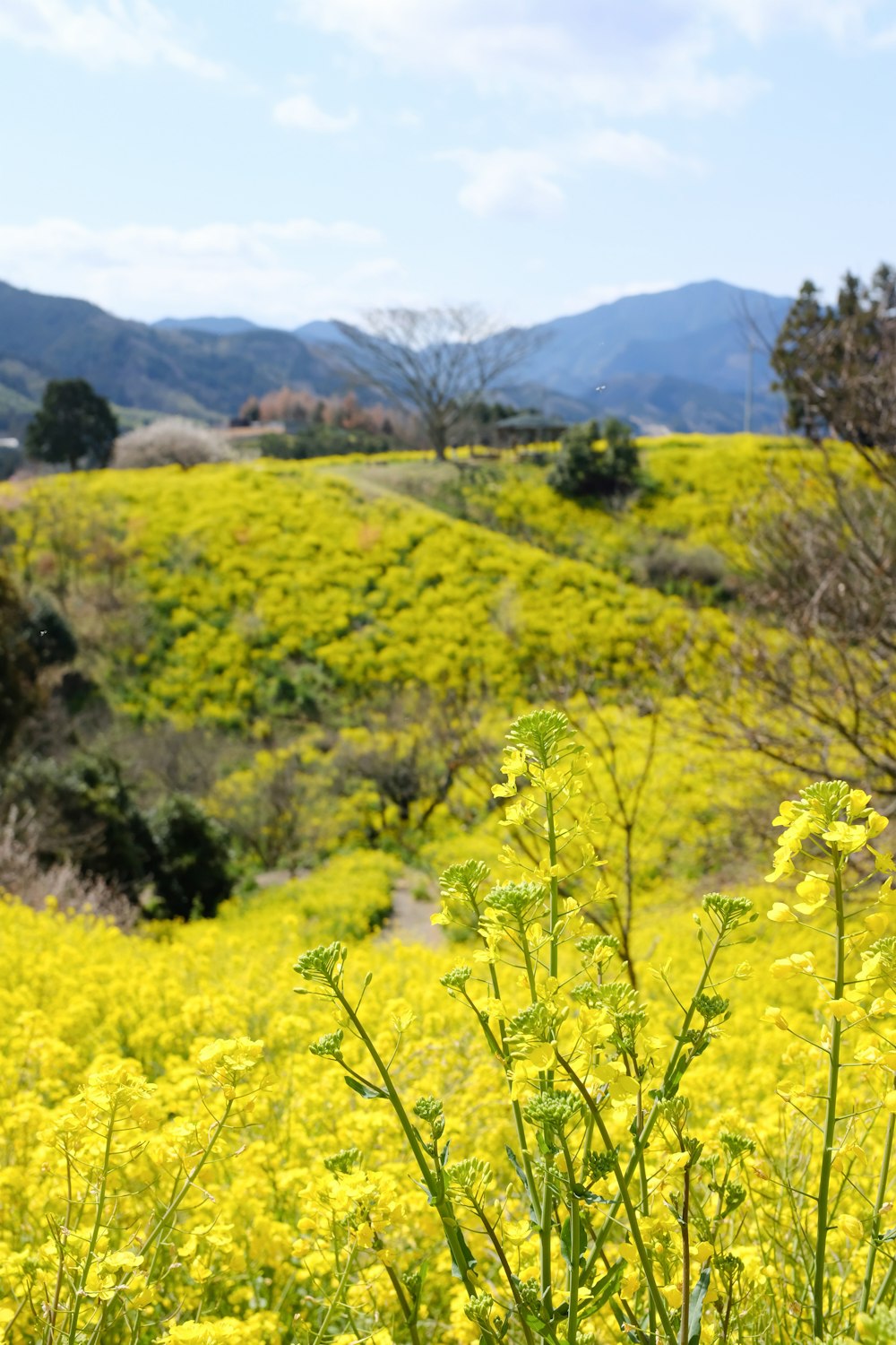 yellow flower field during daytime